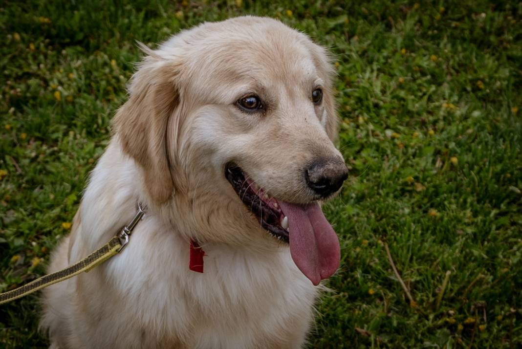 Özel eğitimli köpekler yeraltındaki su kaçaklarını tespit edecek 14